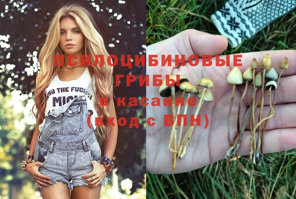 стафф Новозыбков